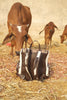 Exclusive Hand carved Series: Cowhide Backpack