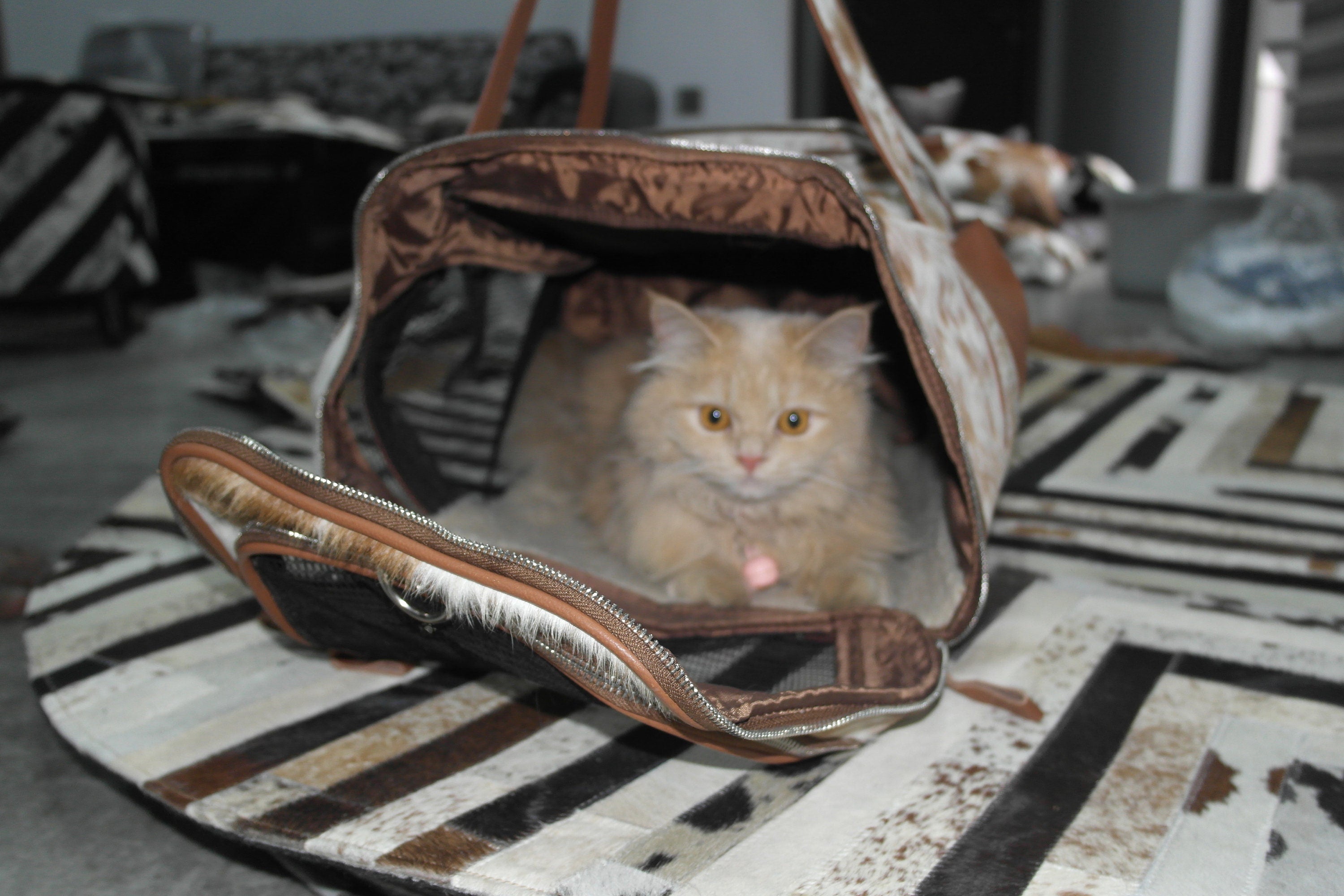 Premium Quality Cowhide Leather Pet Carrier Bag for Cats and Dogs